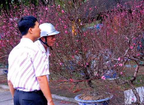 Đào Nhật Tân, bưởi Diễn khoe sắc dưới nắng Sài Gòn