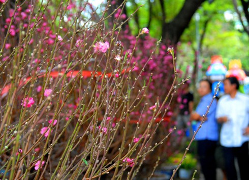 Đào Nhật Tân, bưởi Diễn khoe sắc dưới nắng Sài Gòn