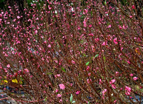 Đào Nhật Tân, bưởi Diễn khoe sắc dưới nắng Sài Gòn