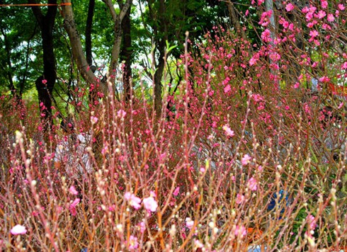 Đào Nhật Tân, bưởi Diễn khoe sắc dưới nắng Sài Gòn