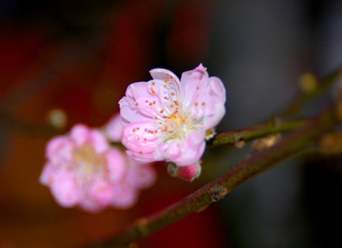 Đào Nhật Tân, bưởi Diễn khoe sắc dưới nắng Sài Gòn