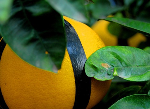 Đào Nhật Tân, bưởi Diễn khoe sắc dưới nắng Sài Gòn