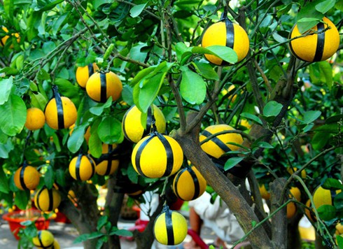 Đào Nhật Tân, bưởi Diễn khoe sắc dưới nắng Sài Gòn