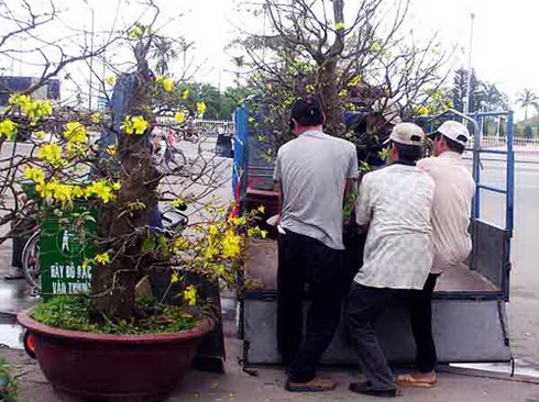 Đà Nẵng tràn ngập sắc xuân
