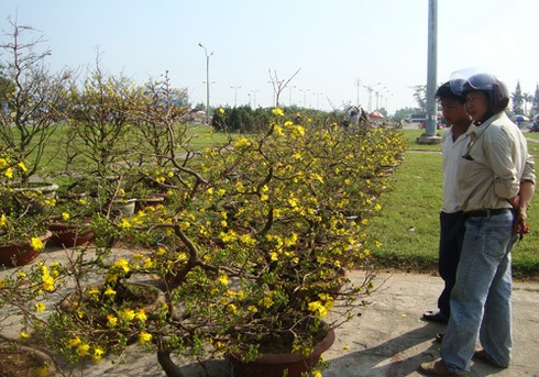 Đà Nẵng tràn ngập sắc xuân