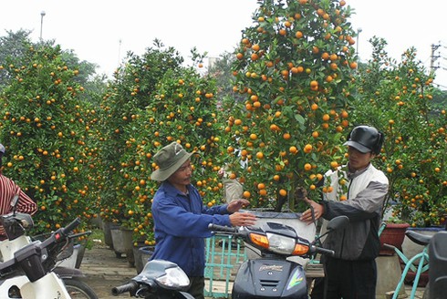Đà Nẵng tràn ngập sắc xuân