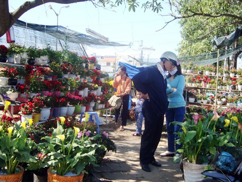 Đà Nẵng tràn ngập sắc xuân
