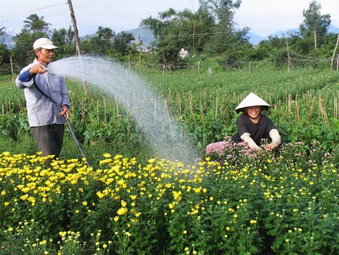 Đà Nẵng tràn ngập sắc xuân