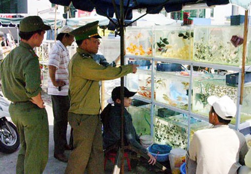 Đà Nẵng tràn ngập sắc xuân