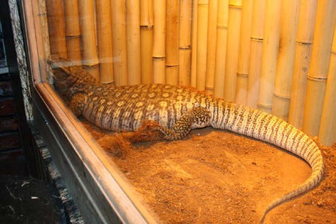 Đột nhập chuồng nuôi 'rồng' ở Hà Nội