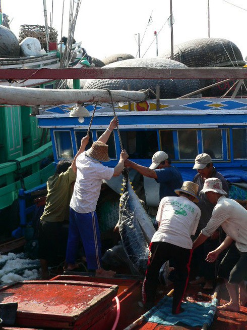 Đầu năm trúng mùa cá trên biển Trường Sa