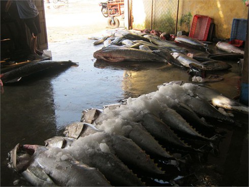 Đầu năm trúng mùa cá trên biển Trường Sa