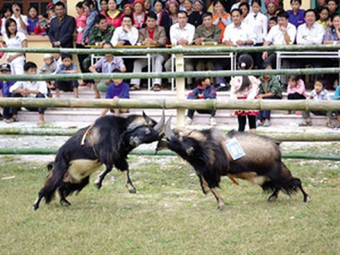 Hội chọi dê độc đáo trên cao nguyên Đồng Văn