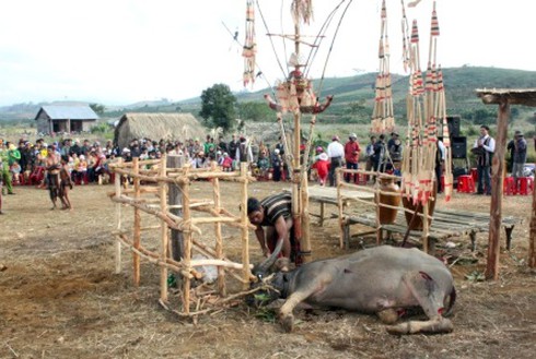 Yếu vía thì không xem Lễ hội đâm trâu