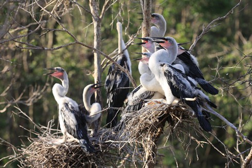 Vồ Dơi hút khách