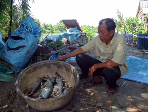 Cá chết hàng loạt vì Nhà máy đường Phụng Hiệp