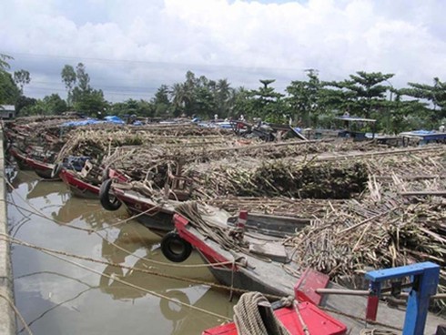 Cá chết hàng loạt vì Nhà máy đường Phụng Hiệp