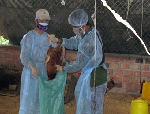 Sóc Trăng: Dịch bệnh gia súc, gia cầm diễn biến phức tạp