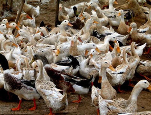 Sóc Trăng: Dịch bệnh gia súc, gia cầm diễn biến phức tạp