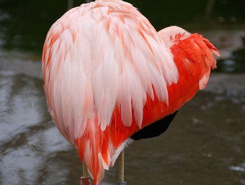 Thiên nhiên cũng chào đón Ngày lễ tình yêu