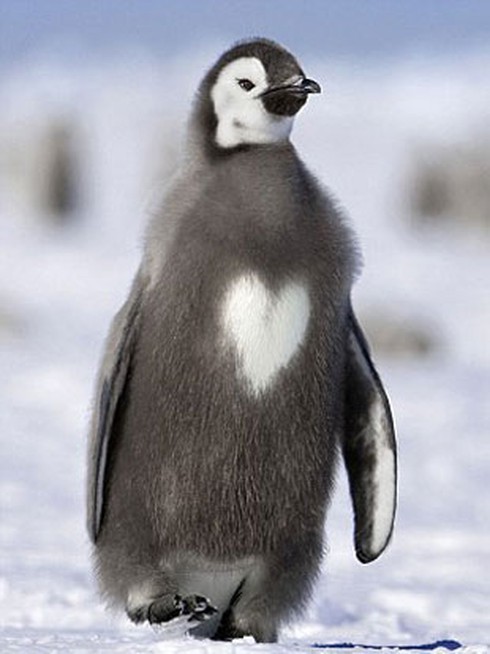 Thiên nhiên cũng chào đón Ngày lễ tình yêu