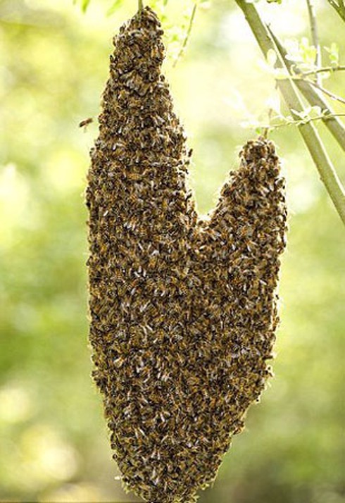 Thiên nhiên cũng chào đón Ngày lễ tình yêu