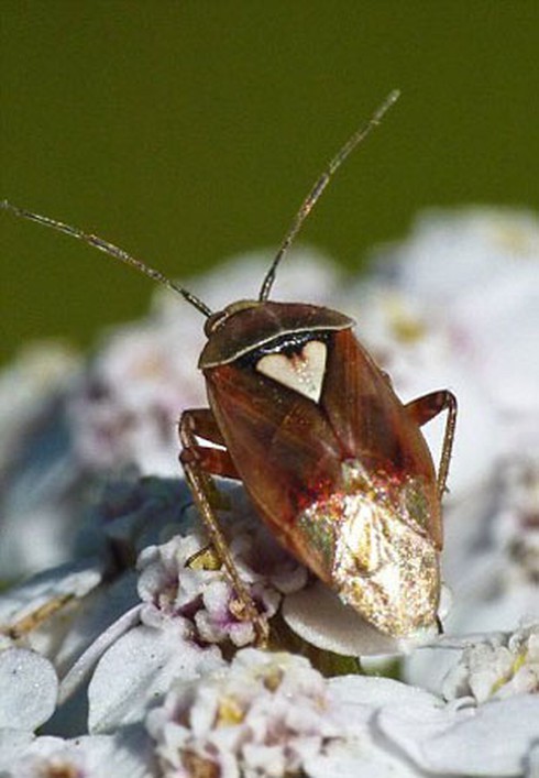 Thiên nhiên cũng chào đón Ngày lễ tình yêu