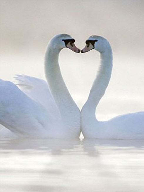 Thiên nhiên cũng chào đón Ngày lễ tình yêu