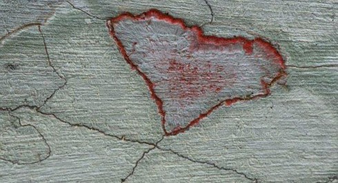 Thiên nhiên cũng chào đón Ngày lễ tình yêu