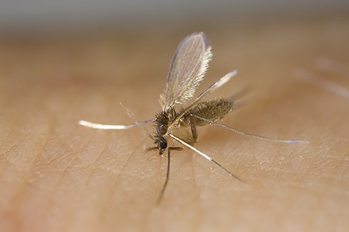 Sắp có vắc-xin chống “biến thể ký sinh HIV”