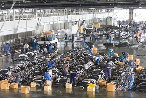 Hiểm họa từ súp vi cá mập