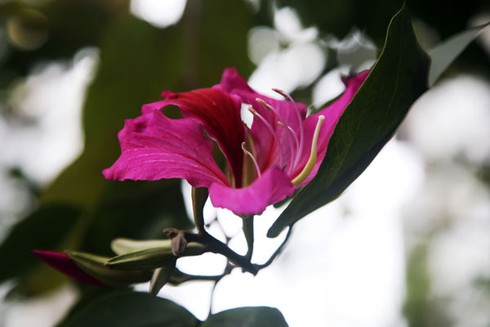 Ngắm hoa ban đỏ rực rỡ giữa thủ đô