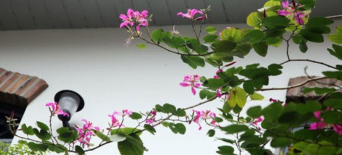 Ngắm hoa ban đỏ rực rỡ giữa thủ đô