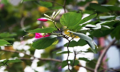 Ngắm hoa ban đỏ rực rỡ giữa thủ đô