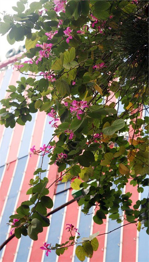 Ngắm hoa ban đỏ rực rỡ giữa thủ đô