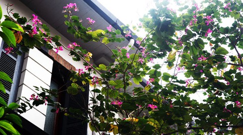 Ngắm hoa ban đỏ rực rỡ giữa thủ đô