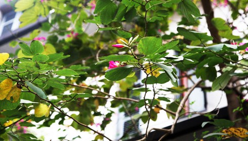 Ngắm hoa ban đỏ rực rỡ giữa thủ đô