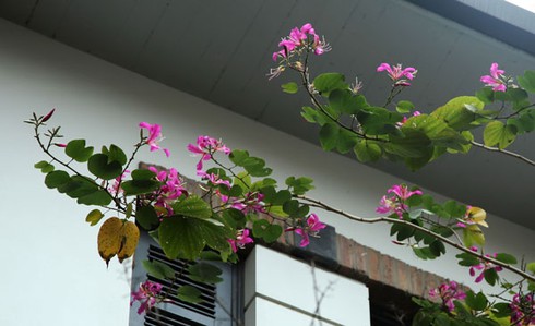 Ngắm hoa ban đỏ rực rỡ giữa thủ đô