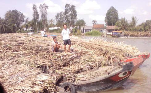 Xin xuất đường sang Trung Quốc vì thua đường lậu