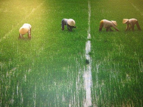 Triển lãm tranh “Đời nón – đời người”