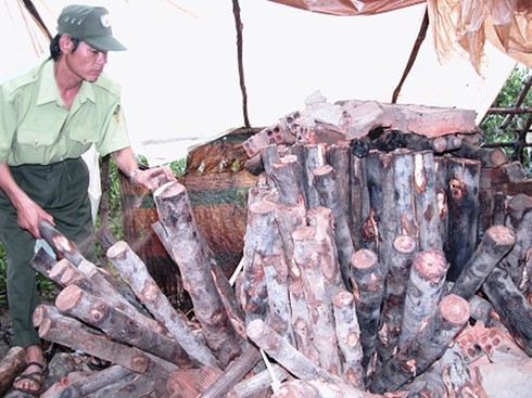 Cà Mau: “Than tặc” hoành hành