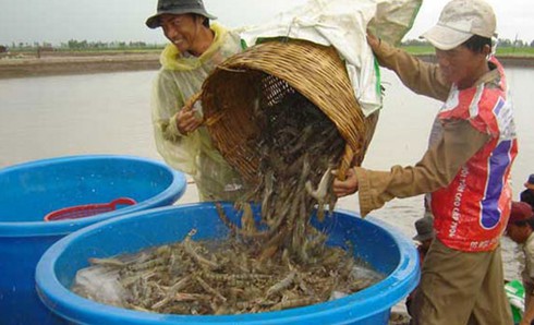 Cà Mau: Lừa mua tôm giá cao, nữ “lái tôm” ôm bạc tỷ