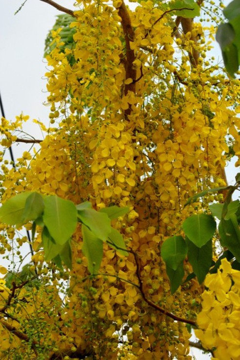 Ngắm Mai nữ hoàng vàng rực trong nắng Sài Gòn