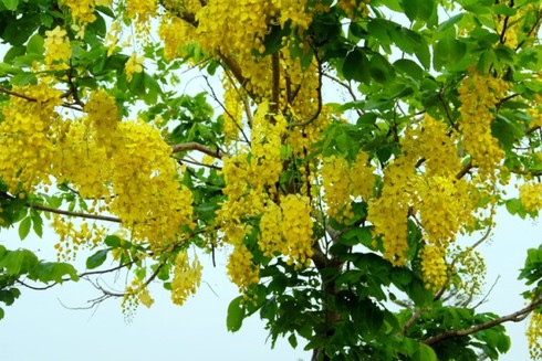 Ngắm Mai nữ hoàng vàng rực trong nắng Sài Gòn