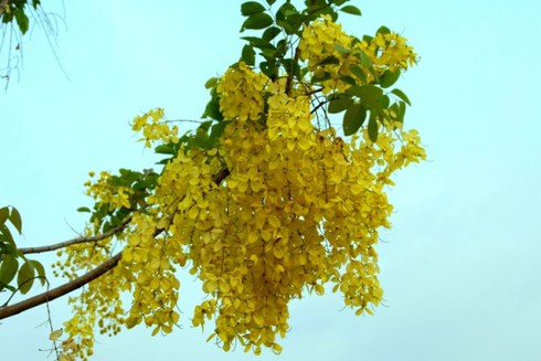 Ngắm Mai nữ hoàng vàng rực trong nắng Sài Gòn