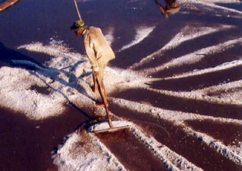 Trà Vinh: Mưa trái mùa diêm dân mất tiền tỷ