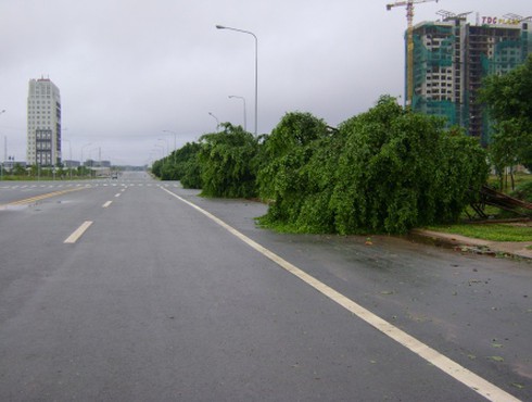 Bình Dương: Hàng ngàn cây xanh đổ sau bão