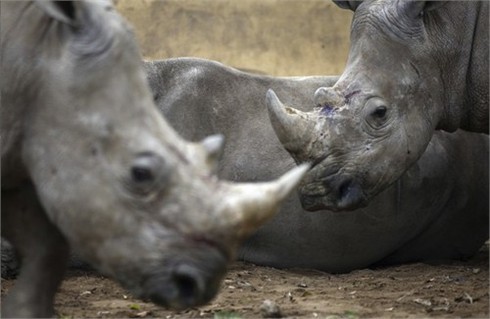 Báo Mỹ: nhu cầu ở Việt Nam là thủ phạm diệt vong tê giác