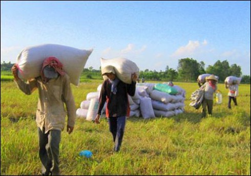 Techcombank cho vay tạm trữ thóc, gạo lãi suất 14%/năm