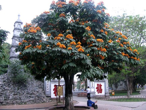 Hoa Vô ưu rực rỡ khoe sắc đầu hè